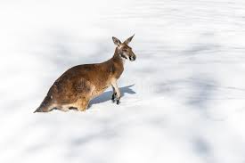 Czerwony kangur na śniegu obraz stock. Image of kolor - 114586805
